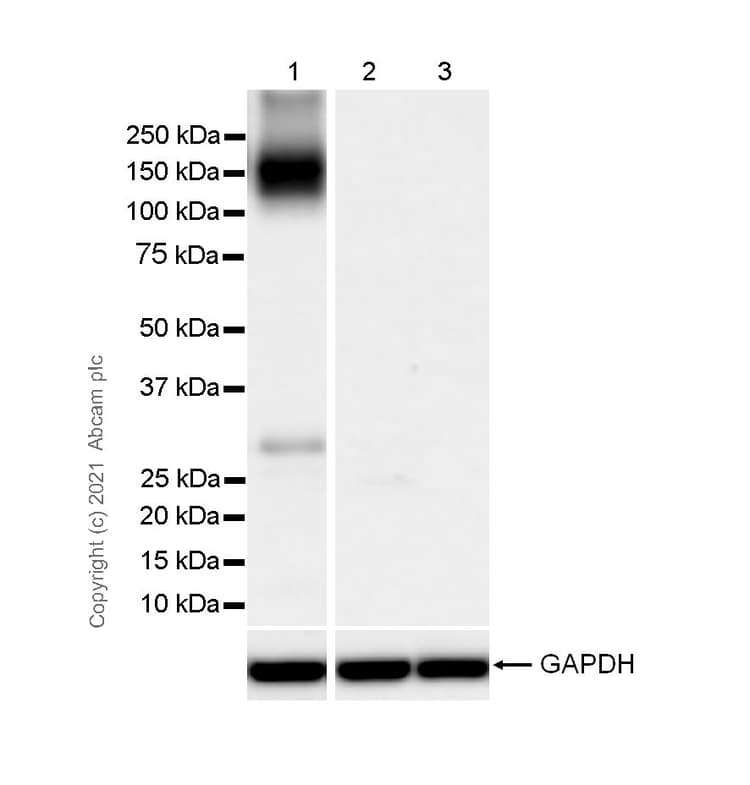 Anti-KCC2 antibody [EPR24203-85](AB259969)