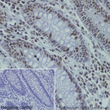 Anti-Histone H4 (mono methyl K20) antibody [EPR16999] - BSA and Azide free(AB239412)