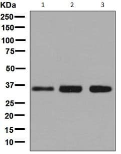 Anti-MED4 antibody [EPR7816] - BSA and Azide free(AB248327)