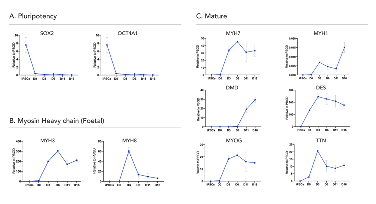 ioSkeletal Myocytes - Human iPSC derived cells(AB277612)