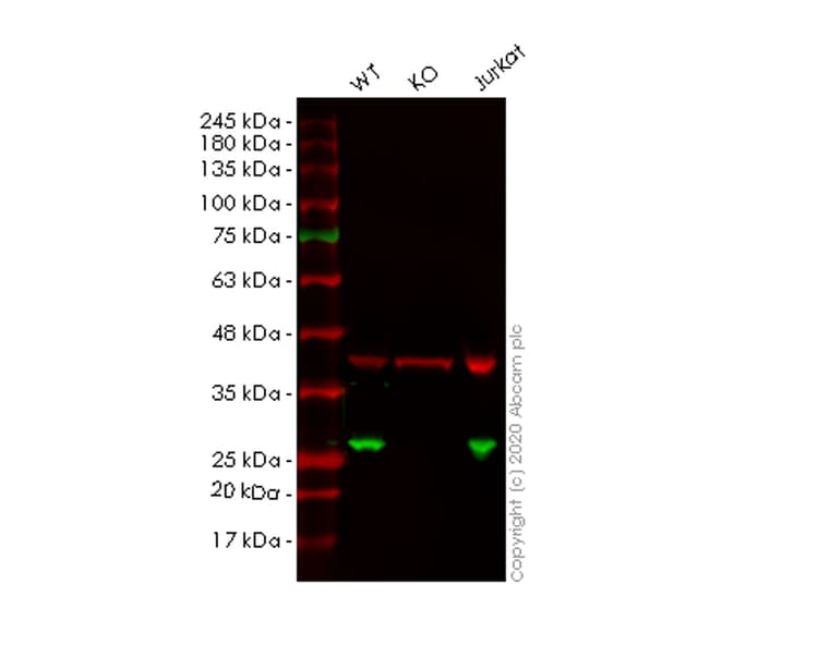 Anti-Peroxiredoxin 1/PAG antibody [EPR5433](AB109498)