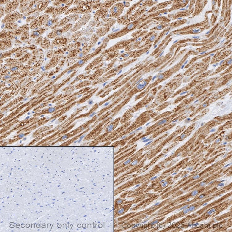 Anti-VDAC1/Porin + VDAC2 + VDAC3 antibody – Mitochondrial Loading Control(AB15895)