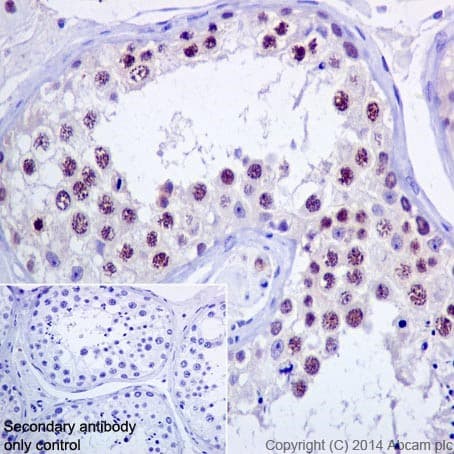 Rbmy1a1 Antibody R125082 Ab200202  Immunohistochemistry Formalin Pfa Fixed Paraffin Embedded Sections Img107373