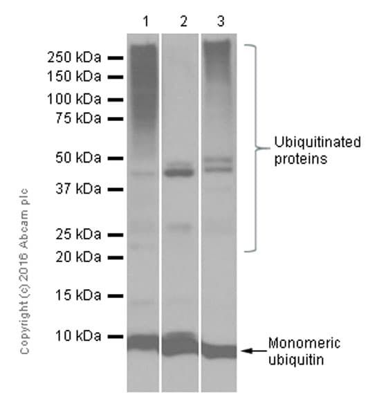 Autophagy Analysis (ATG16L1, ATG16L1 pS278, SQSTM1, LC3B, Ubiquitin, M6PR) Antibody Sampler Panel(AB269811)