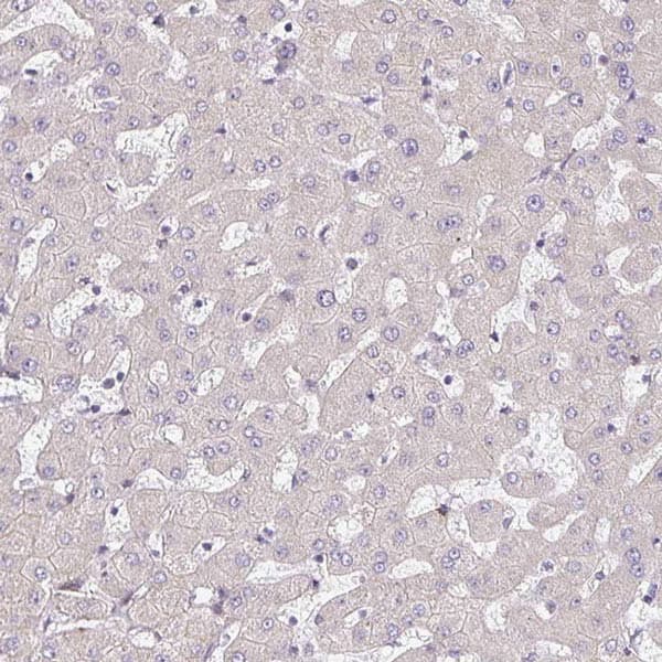 Anti-TMEM119 antibody - C-terminal(AB185333)