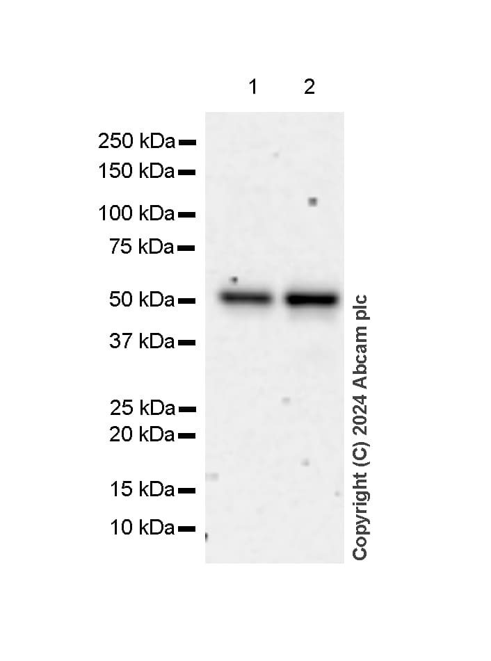 Anti-FOXA1 antibody [RM1119](AB317046)