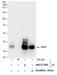 Anti-SOX2 antibody(AB137385)