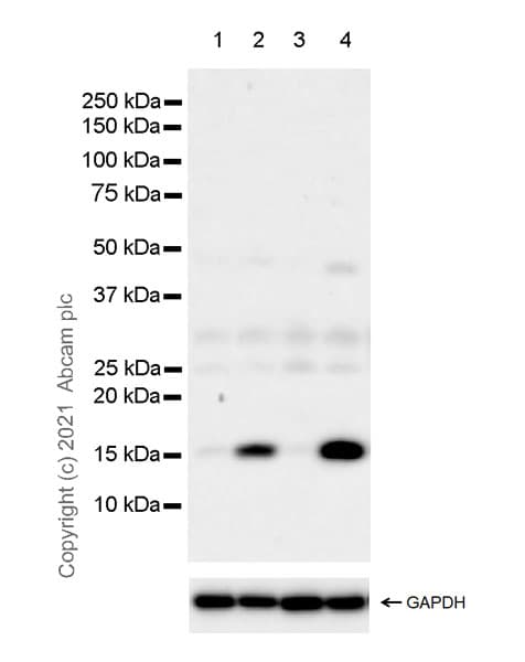 Anti-Histone H3 (citrulline R2 + R8 + R17) antibody [RM1001](AB281584)