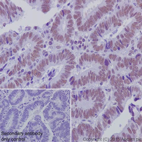 Nuclear Marker (Lamin A + C, SC35, KDM1/LSD1, Fibrillarin, HP1 alpha) Antibody Sampler Panel(AB263467)