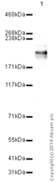 Anti-CD45 antibody [EP322Y](AB40763)