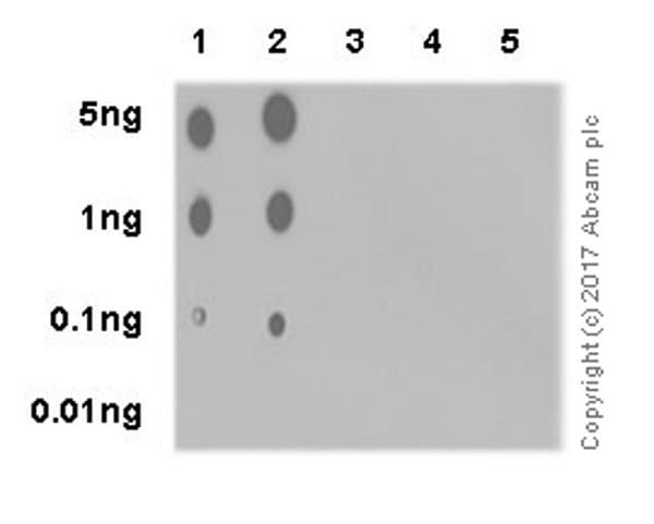 Rip3 Phospho T231 S232 Antibody Epr19403 52 Bsa And Azide Free Ab240399  Dot Blot Img5171