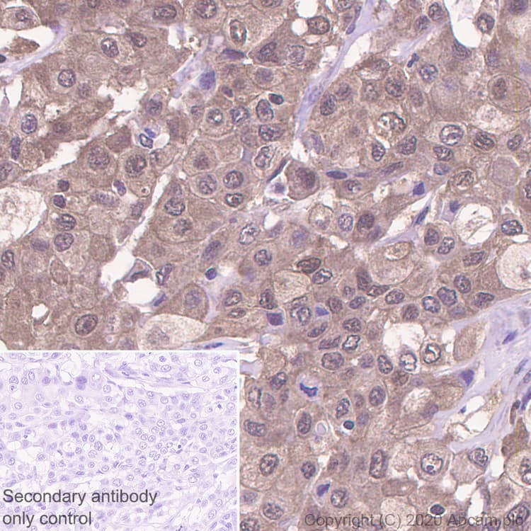 Irf3 Antibody Ep2419y Ab76409  Immunohistochemistry Formalin Pfa Fixed Paraffin Embedded Sections Img85086