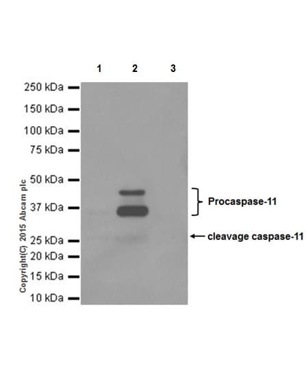Anti-Caspase-11 antibody [EPR18628] - BSA and Azide free(ab240991)
