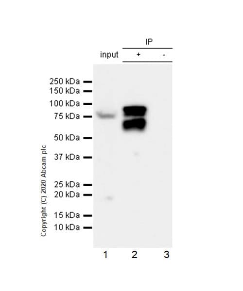 Rsk1 P90 Phospho T359 Antibody E238 Bsa And Azide Free Ab171376  Immunoprecipitation Img6111