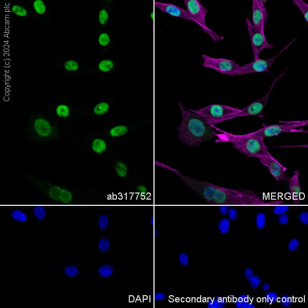 Anti-MCM2 antibody [RM1146] - BSA and Azide free(AB317753)