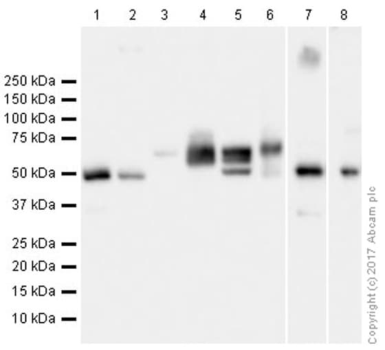 Anti-Beta Arrestin 2 + Beta Arrestin 1 antibody [EPR22073](AB206972)