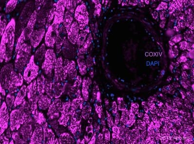 Anti-COX IV antibody - Mitochondrial Loading Control(AB16056)