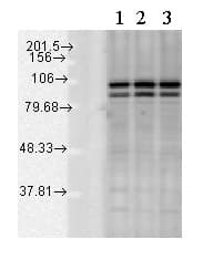 Anti-Calnexin - ER membrane marker antibody - ER Marker(AB13504)