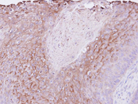 Polymeric Immunoglobulin Receptor Pigr Antibody Ab96196  Immunohistochemistry Formalin Pfa Fixed Paraffin Embedded Sections Img19788