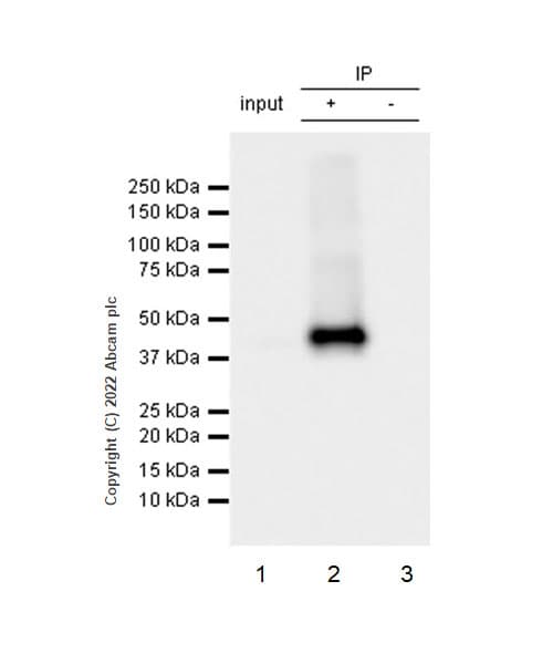 Anti-SLC7A5/LAT1 antibody [EPR26260-66] - BSA and Azide free(AB305252)
