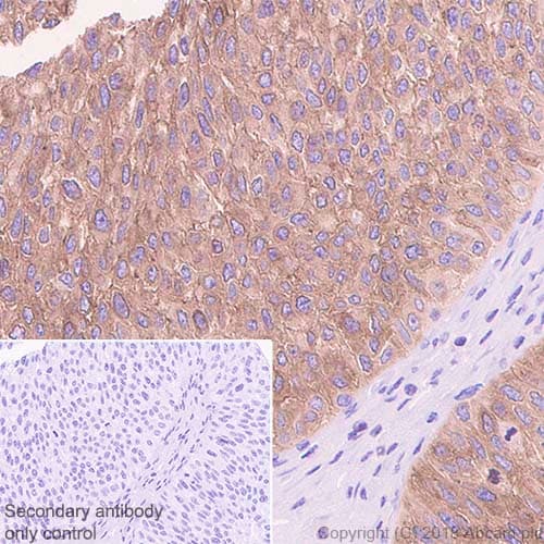 Anti-Ezrin antibody [EP886Y] - Plasma Membrane Marker(AB40839)