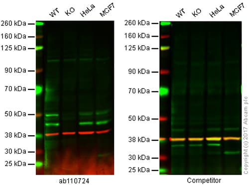 Anti-JNK1 antibody [EPR140(2)](AB110724)