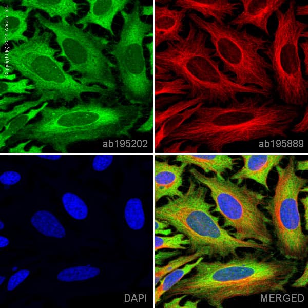 Alexa Fluor 488 Pan Cadherin Antibody Epr1792y Intercellular Junction Marker Ab195202  Immunocytochemistry Immunofluorescence Img54542
