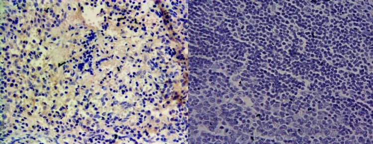Anti-CYP1A1 antibody(AB126887)