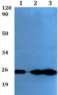 Rnd2 Antibody Ab200713  Western Blot Img105416