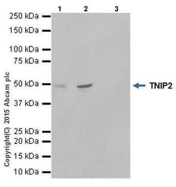 Anti-TNIP2 antibody [EPR17434](AB205925)