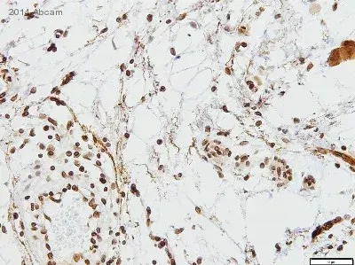 Immunohistochemistry Formalinpfa Fixed Paraffin Embedded Sections Anti Lamin B1 Antibody Nuclear Envelope Marker GwQfZpcBce