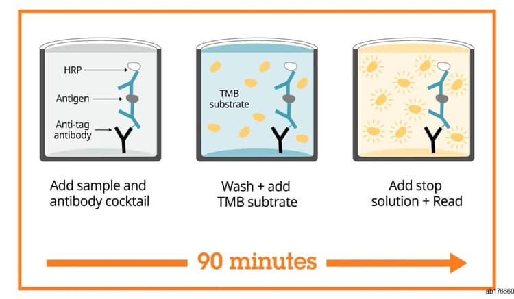 ERK1 (phospho T202 + Y204) + ERK2 (phospho T185 + Y187) + Total ELISA Kit(AB176660)