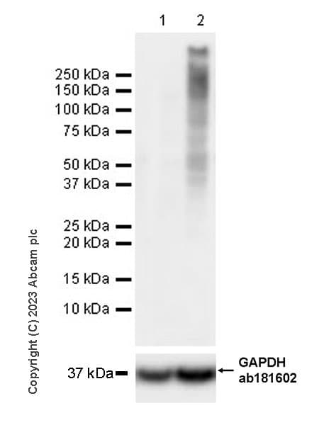 Anti-Ubiquitin (phospho S65) antibody [30H3/30K1](AB309155)