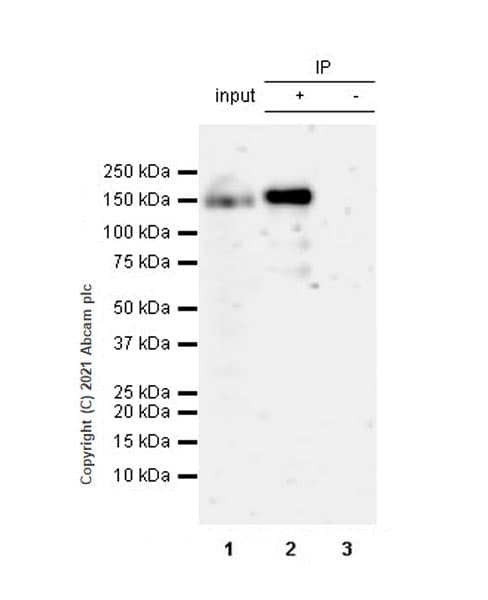 Anti-Hamartin Antibody [EPR24364-109] (AB270967)