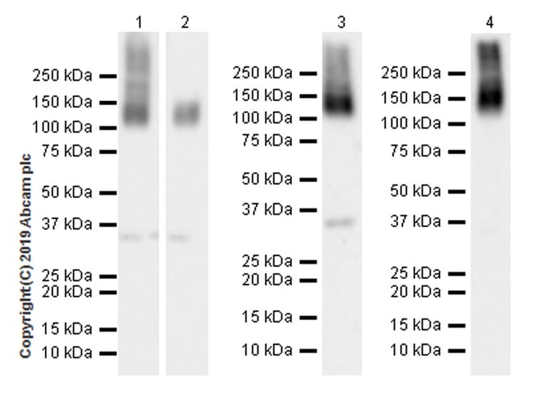 Anti-ANO6 antibody [EPR20910-105](AB234422)