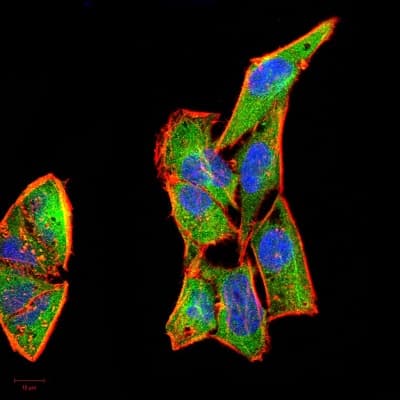 Anti-G-CSF antibody [7E4F7](AB204989)