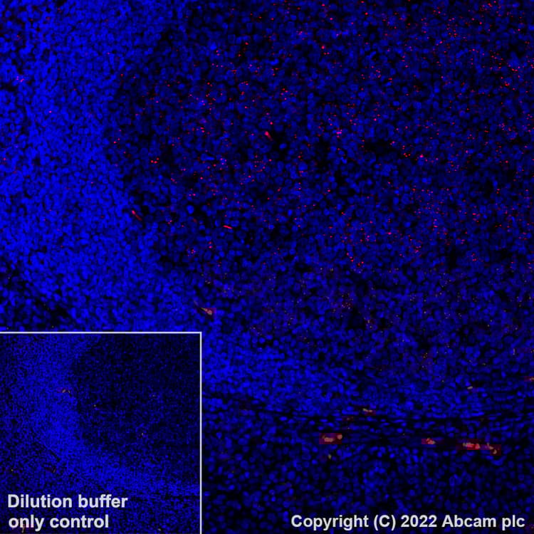 Alexa Fluor® 555 Anti-MX1 antibody [EPR24485-19](AB307342)