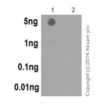 Histone H33 Antibody Epr17899 Bsa And Azide Free Ab208690  Dot Blot Img5930