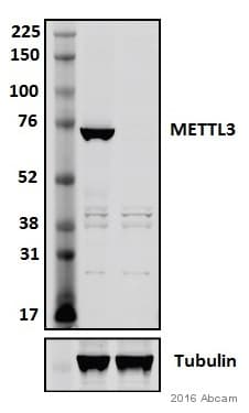 Anti-METTL3 antibody [EPR18810](AB195352)