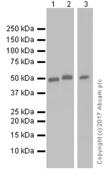 Anti-TRIM21/SS-A antibody [EPR20290](AB207728)