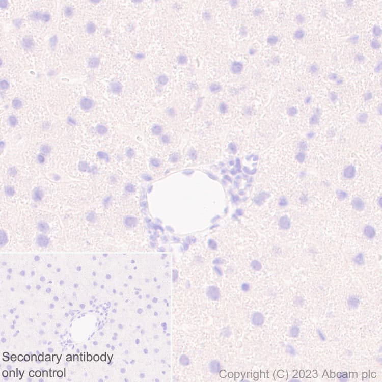 Anti-V5 tag antibody [EPR27187-61](AB309485)