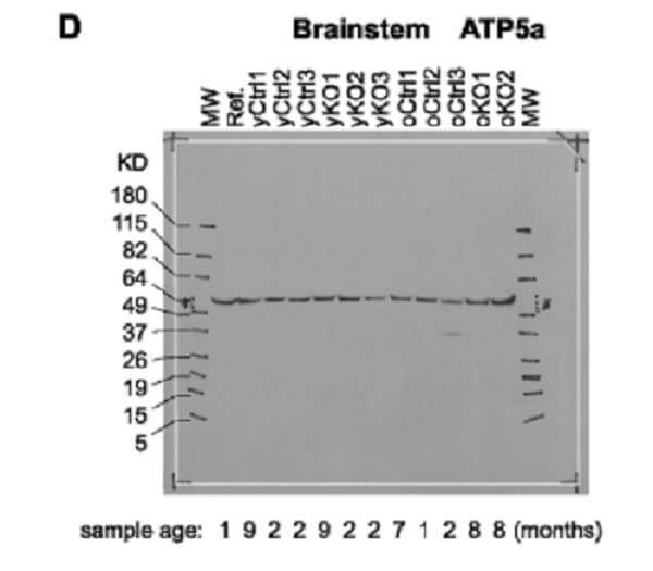 Anti-ATP5A antibody [15H4C4] - Mitochondrial Marker(AB14748)