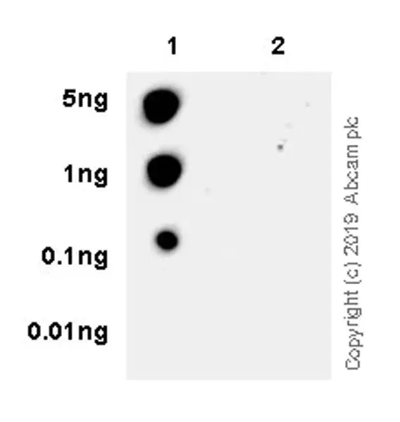 Anti-IRE1 (phospho S724) antibody [EPR23107-16](AB243665)
