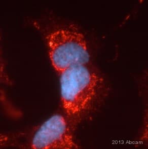 Anti-Frataxin antibody [18A5DB1](AB110328)