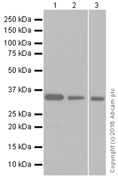 Anti-DARPP32 antibody [EP720Y](AB40801)