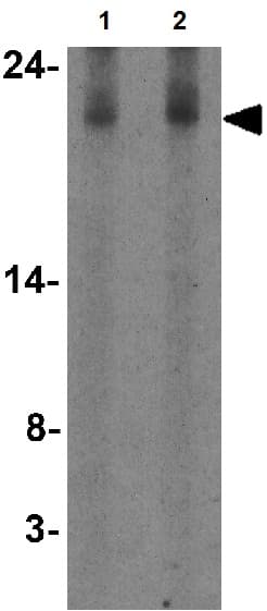 Anti-IL-17A antibody(ab79056)