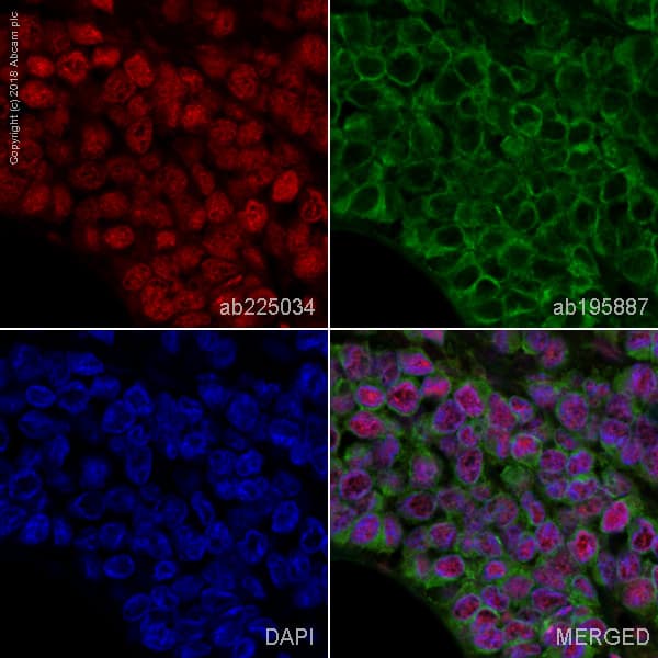 Alexa Fluor® 647 Anti-RPA32/RPA2 antibody [EPR2877Y](AB225034)