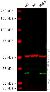Human Fhl2 Knockout U 2 Os Cell Line Ab262496  Western Blot Img139797