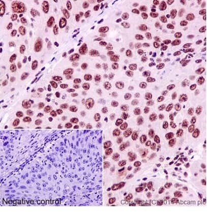 Anti-YY1 antibody [EPR4652] - BSA and Azide free(AB232573)
