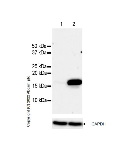 Anti-Histone H3 (acetyl K4+K9+K14+K18+K23+K27) antibody [RM1045] - BSA and Azide free(AB300642)
